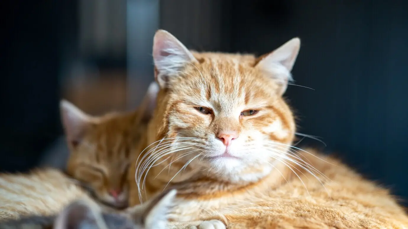 Weicher Fokus auf einer braunen Hauskatze mit leicht geöffneten Augen.